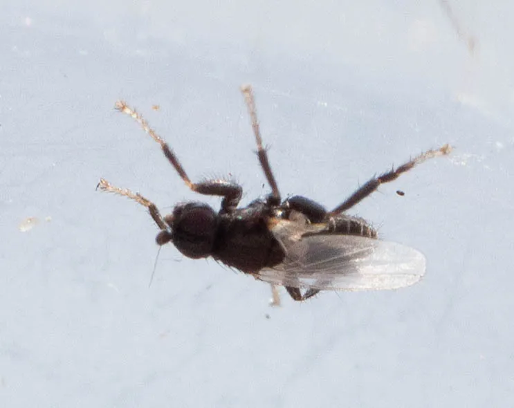 Norrbomia frigipennis - photo 2