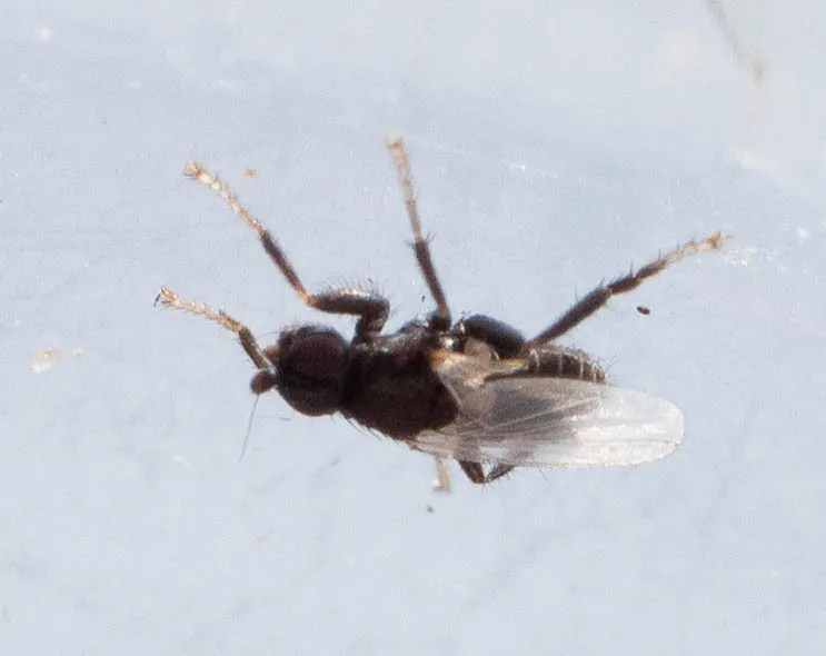 Norrbomia frigipennis - photo 3