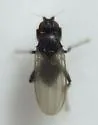 Norrbomia fulvipennis