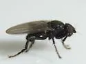 Norrbomia fulvipennis - photo 2