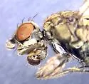 Norrbomia sordida - photo 2