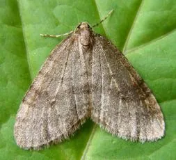 Northern Winter Moth
