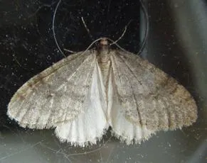 Northern Winter Moth - photo 2