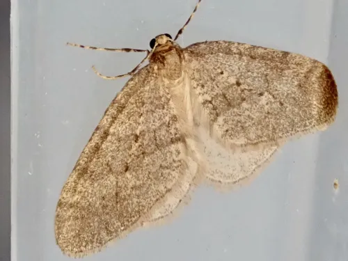 Northern Winter Moth - photo 3
