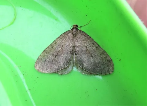 Northern Winter Moth - photo 4