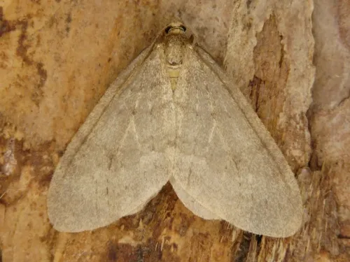 Northern Winter Moth - photo 5