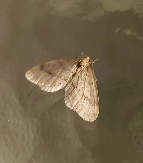 Northern Winter Moth - photo 6