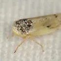 Norvellina apachana