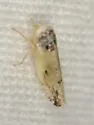 Norvellina apachana - photo 2