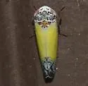 Norvellina bicolorata