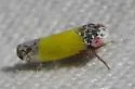 Norvellina bicolorata - photo 4