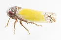 Norvellina bicolorata - photo 5