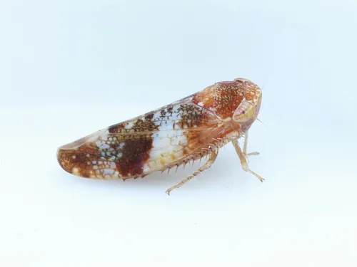 Norvellina chenopodii