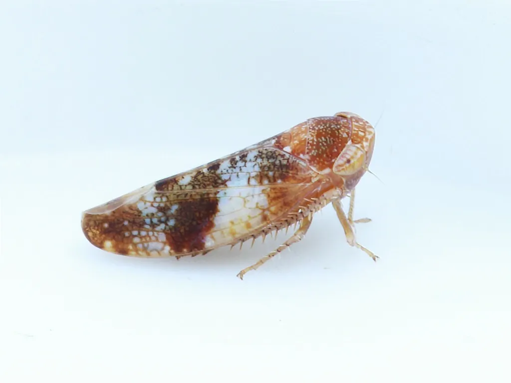Norvellina chenopodii - photo 2