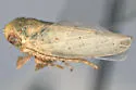 Norvellina clarivida