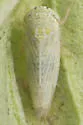Norvellina clarivida - photo 2