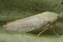 Norvellina clarivida - photo 3
