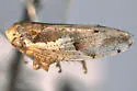 Norvellina columbiana
