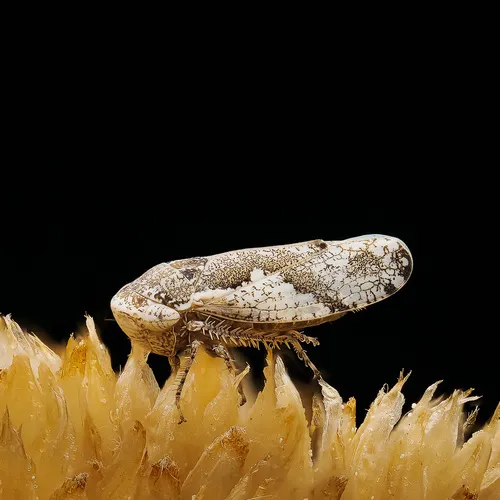 Norvellina curvata