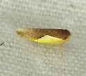 Norvellina flavida - photo 2