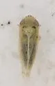 Norvellina glauca