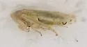 Norvellina glauca - photo 2