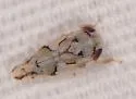 Norvellina mildredae - photo 2