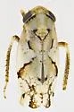Norvellina mildredae - photo 3