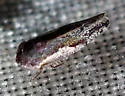 Norvellina pannosa - Norvellina pannosa