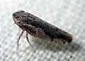 Norvellina pannosa - photo 2
