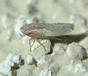 Norvellina pannosa - photo 3
