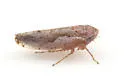 Norvellina pannosa - photo 4