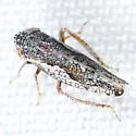 Norvellina pannosa - photo 5