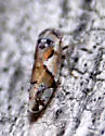 Norvellina perelegantis - photo 4