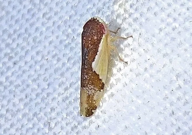 Norvellina pulchella - photo 2