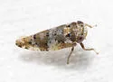 Norvellina pullata - photo 2