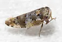 Norvellina pullata - photo 3