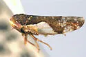 Norvellina rostrata