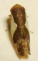 Norvellina rostrata - photo 2