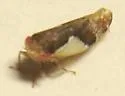 Norvellina rostrata - photo 3