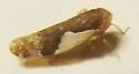 Norvellina rostrata - photo 4