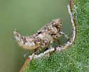 Norvellina rubida - Norvellina rubida