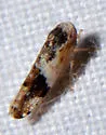 Norvellina scitula - Norvellina scitula
