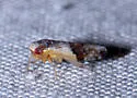 Norvellina scitula - photo 2