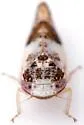 Norvellina scitula - photo 5