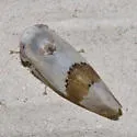 Norvellina seminuda - Norvellina seminuda