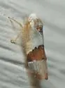 Norvellina seminuda - photo 3