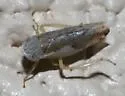 Norvellina snowi - Norvellina snowi