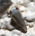Norvellina snowi - photo 2
