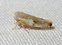 Norvellina snowi - photo 4